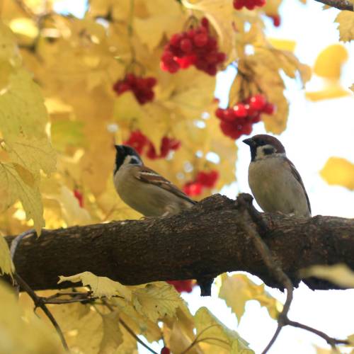 house sparrows perching in autumn tree